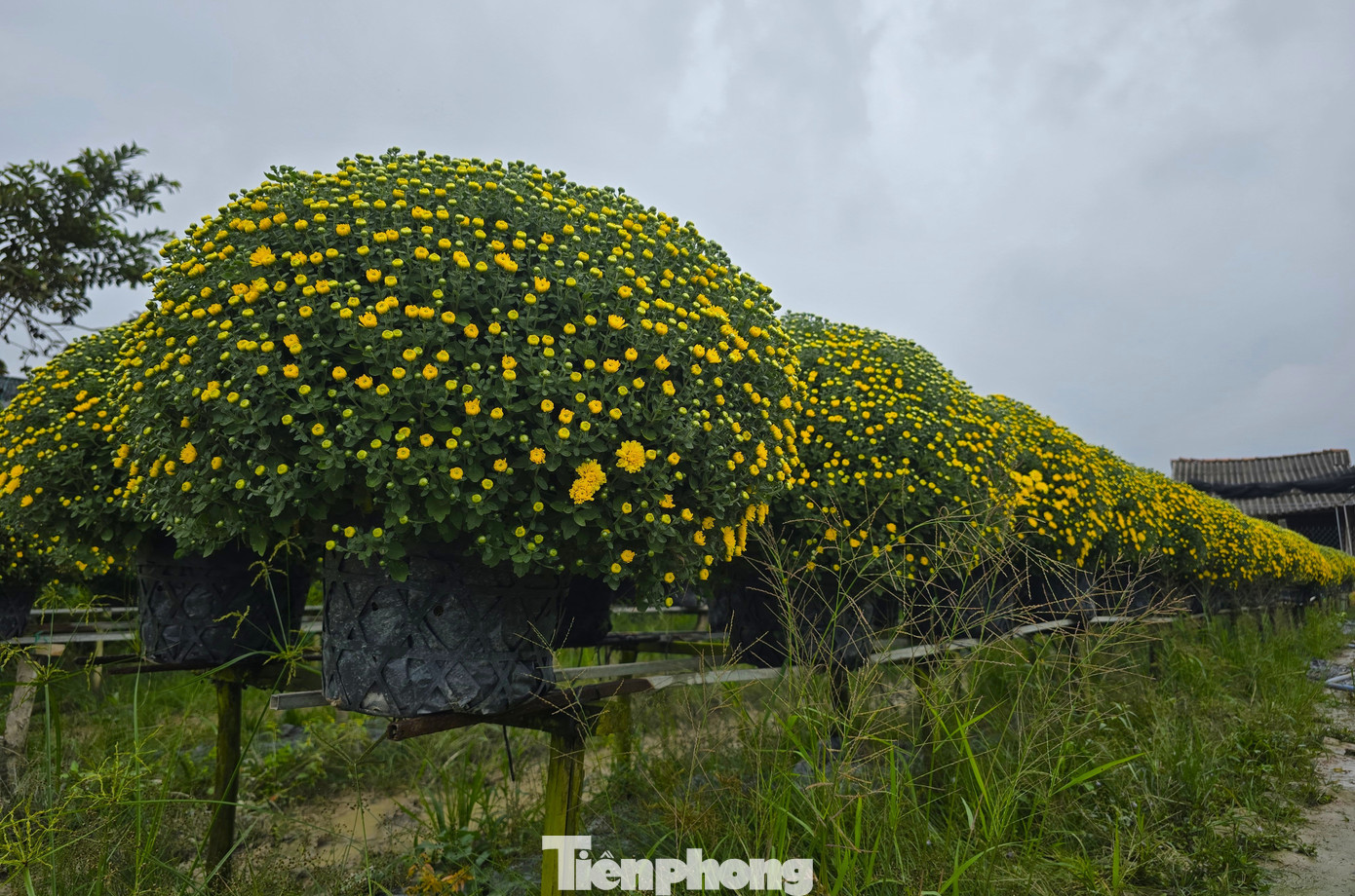 Hoa cúc bán Tết nở sớm bị thương lái ép giá, người dân vào cuộc hỗ trợ - Ảnh 2