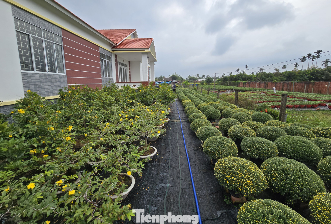 Thủ phủ hoa kiểng Vĩnh Long vào vụ Tết, cúc mâm xôi hút hàng - Ảnh 5