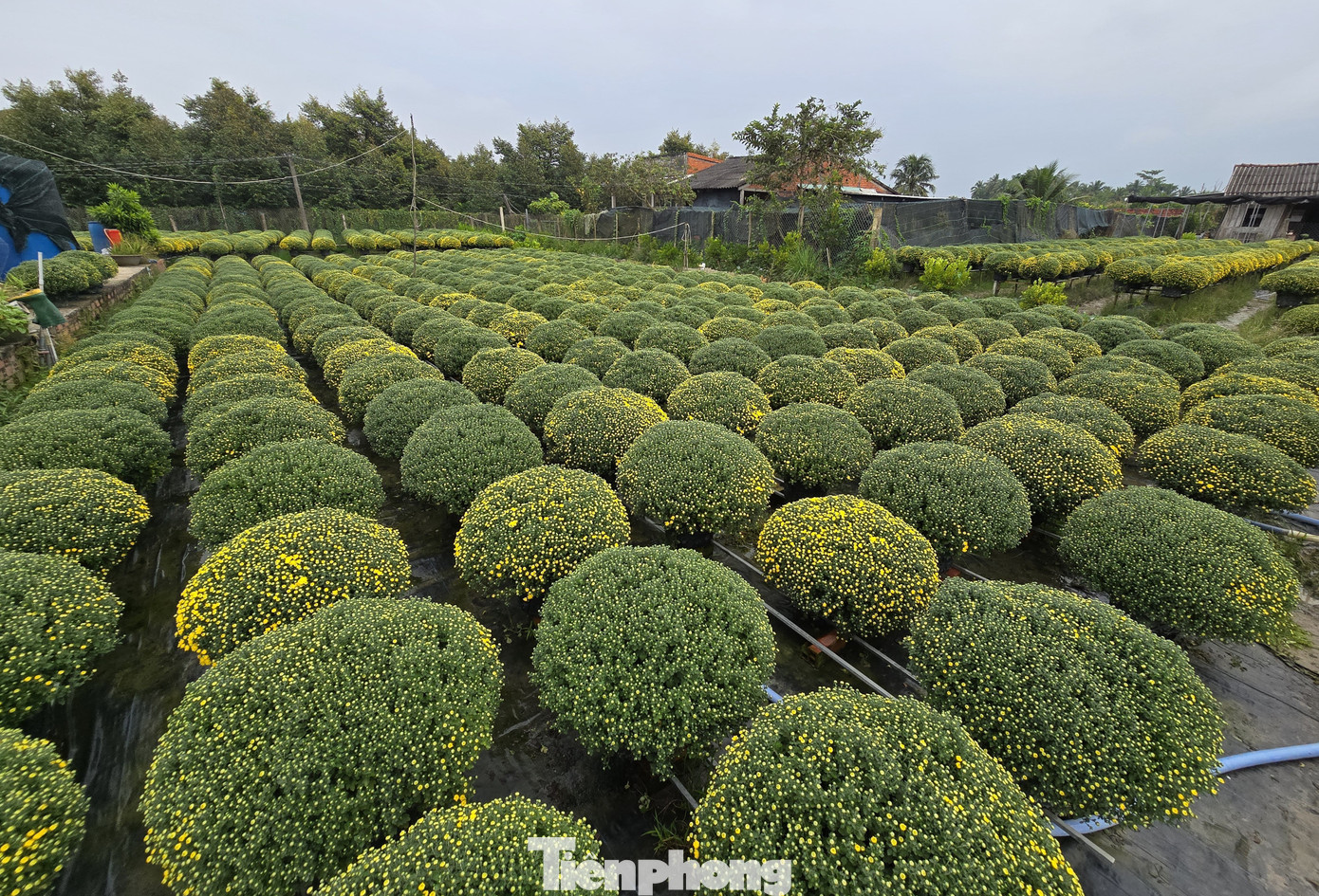 Thủ phủ hoa kiểng Vĩnh Long vào vụ Tết, cúc mâm xôi hút hàng - Ảnh 7