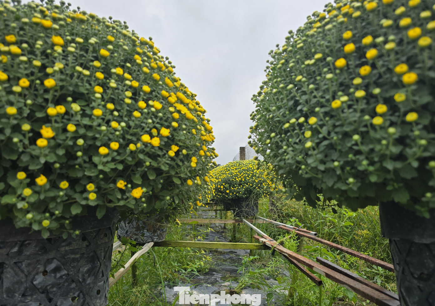 Thủ phủ hoa kiểng Vĩnh Long vào vụ Tết, cúc mâm xôi hút hàng - Ảnh 8