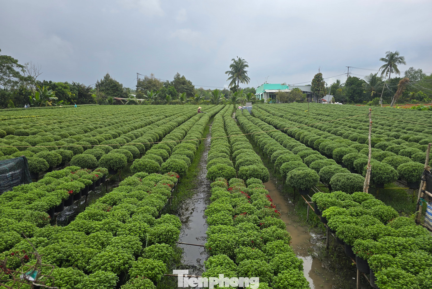 Thủ phủ hoa kiểng Vĩnh Long vào vụ Tết, cúc mâm xôi hút hàng - Ảnh 4