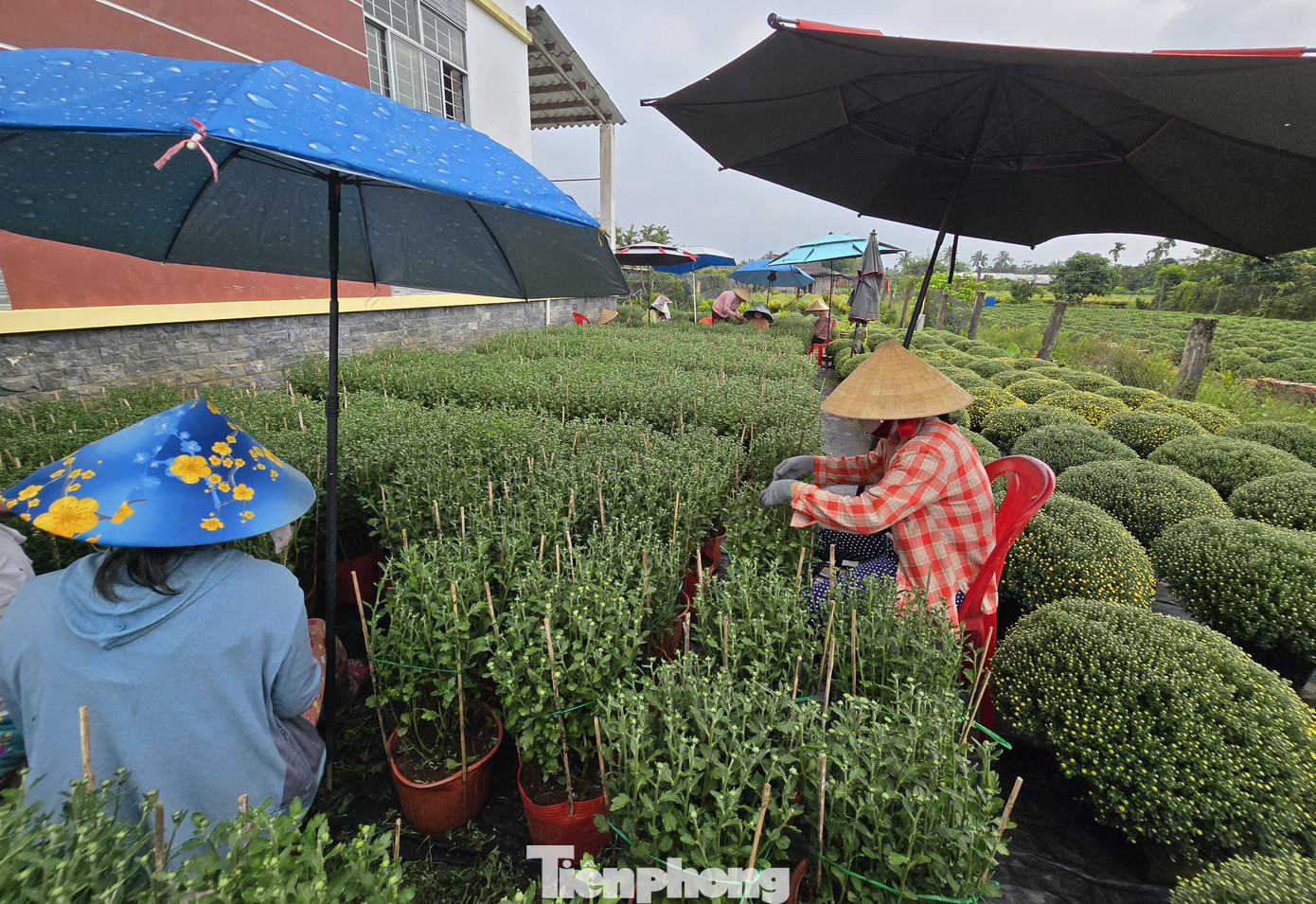 Thủ phủ hoa kiểng Vĩnh Long vào vụ Tết, cúc mâm xôi hút hàng - Ảnh 11