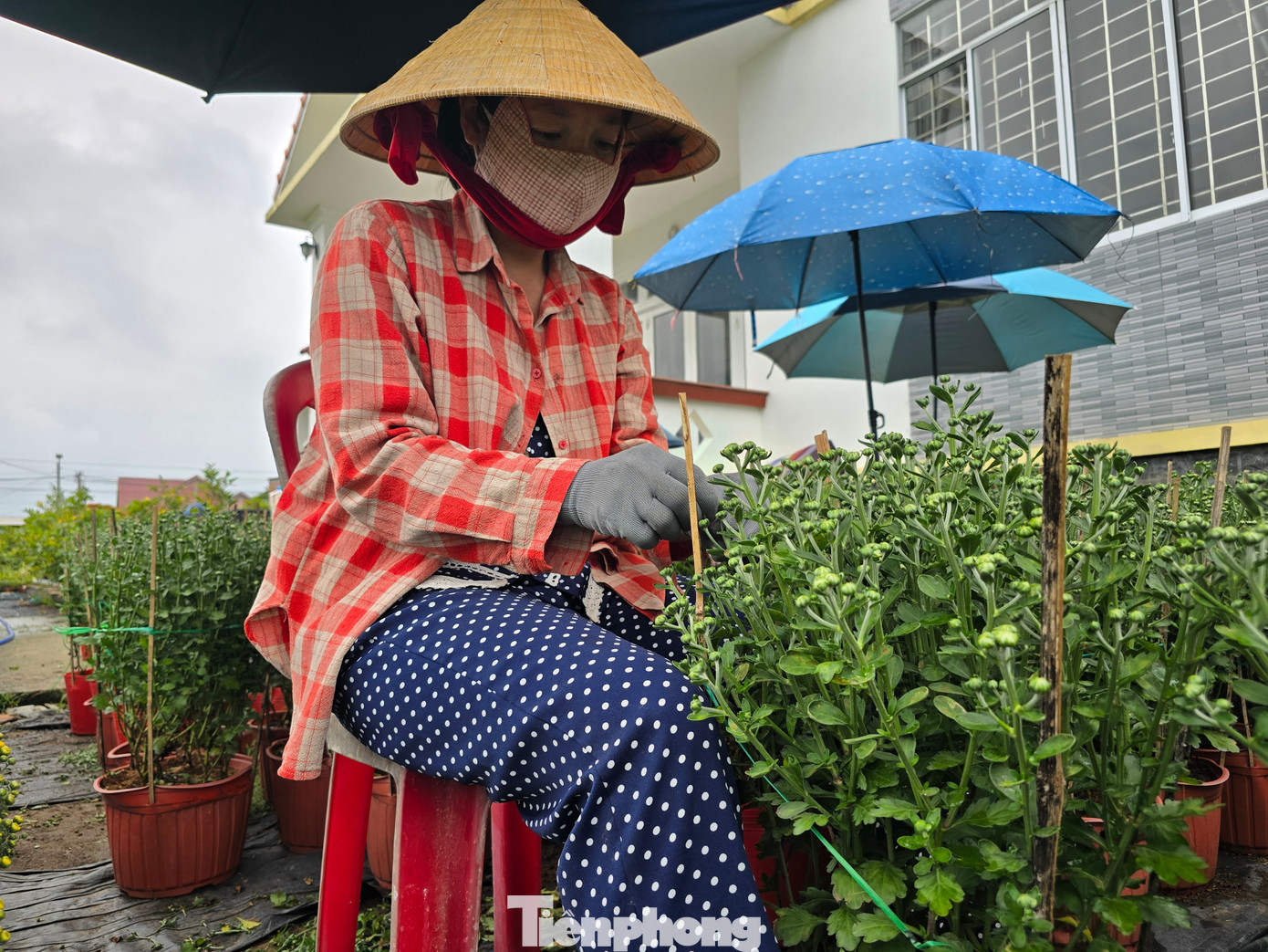 Thủ phủ hoa kiểng Vĩnh Long vào vụ Tết, cúc mâm xôi hút hàng - Ảnh 13