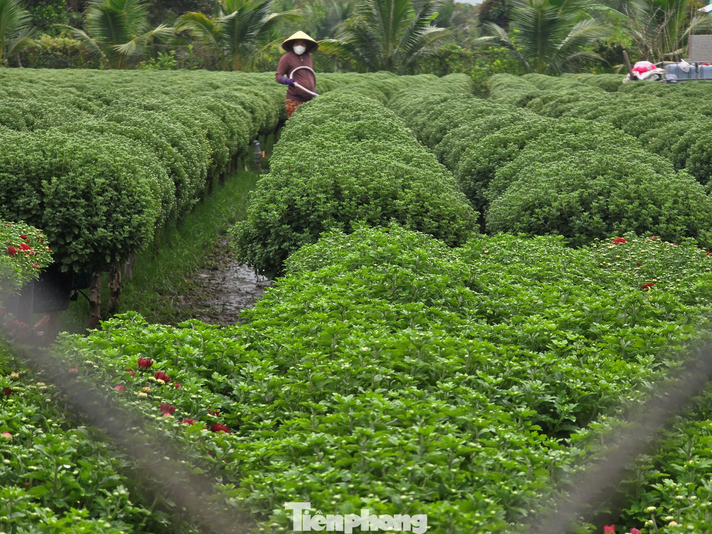 Thủ phủ hoa kiểng Vĩnh Long vào vụ Tết, cúc mâm xôi hút hàng - Ảnh 15