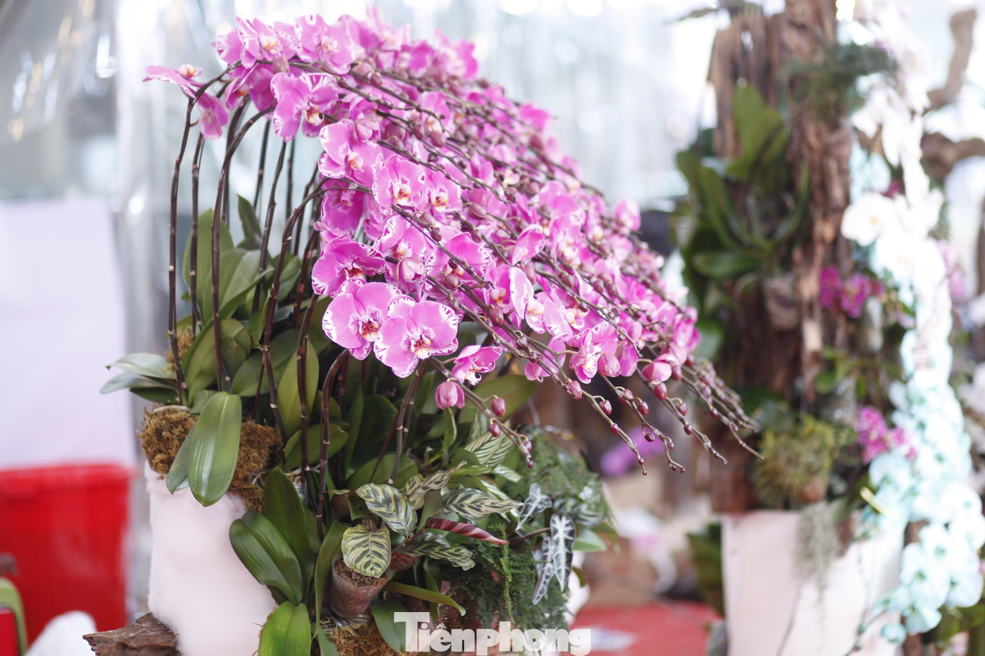 'Hái ra tiền' nghề cắm hoa Tết, cao điểm thu 4-5 triệu đồng/ngày - Ảnh 8