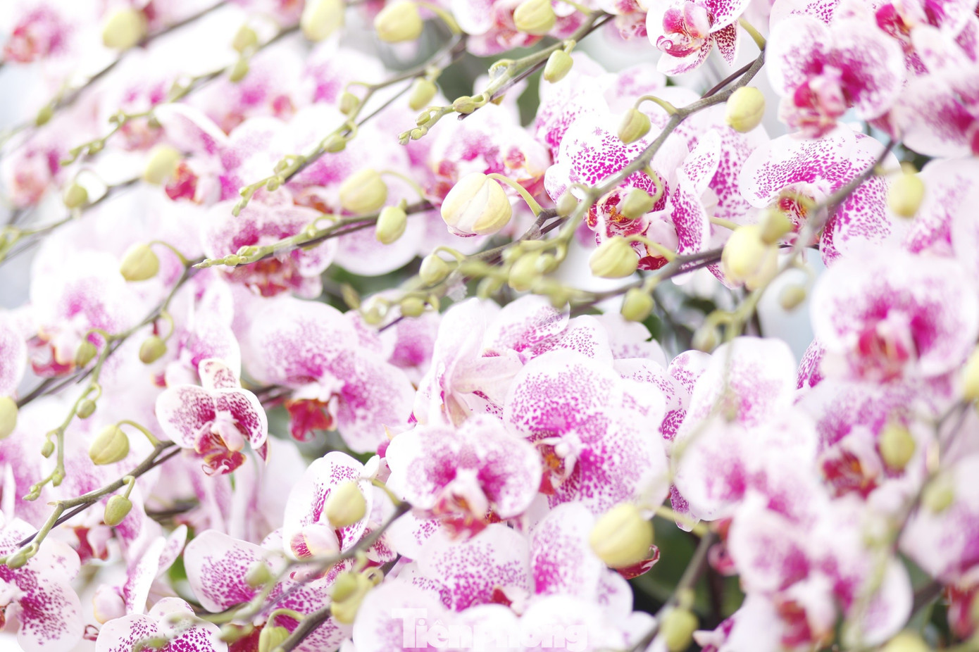 'Hái ra tiền' nghề cắm hoa Tết, cao điểm thu 4-5 triệu đồng/ngày - Ảnh 10