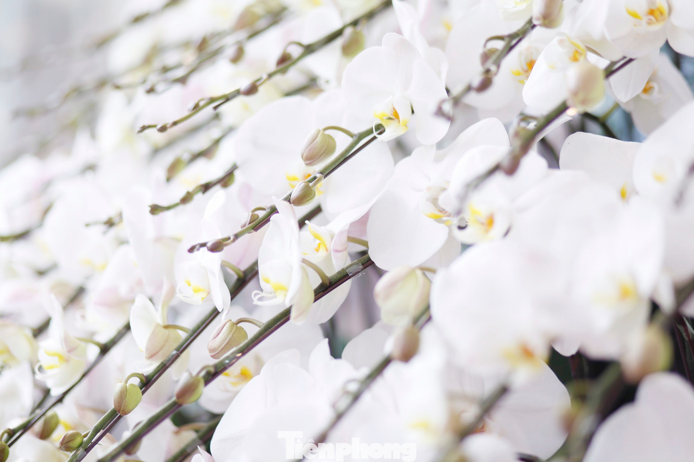 'Hái ra tiền' nghề cắm hoa Tết, cao điểm thu 4-5 triệu đồng/ngày - Ảnh 9