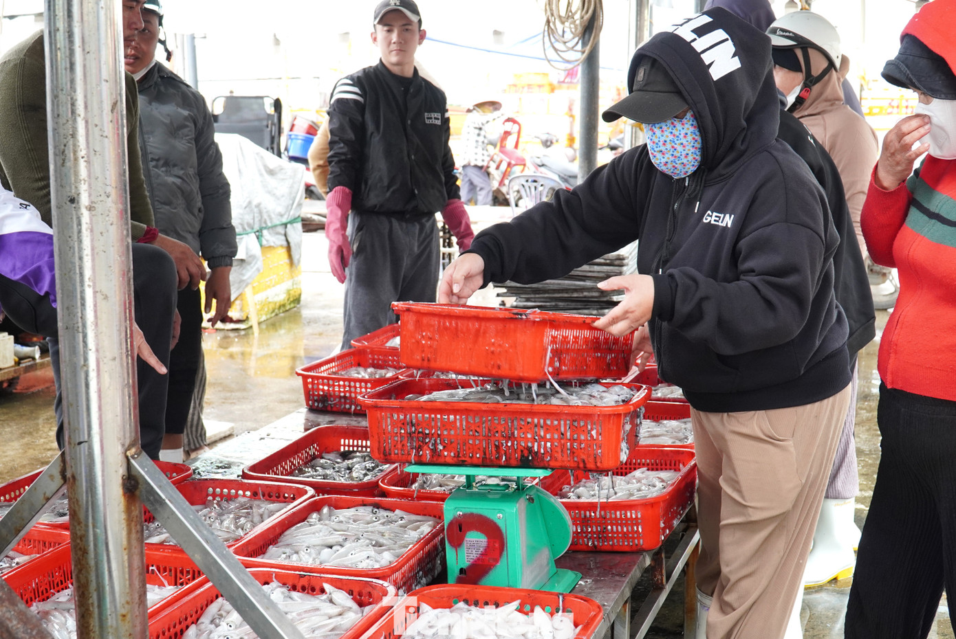 Ngư dân miền Trung trúng 'lộc' mực nháy dịp áp Tết - Ảnh 7