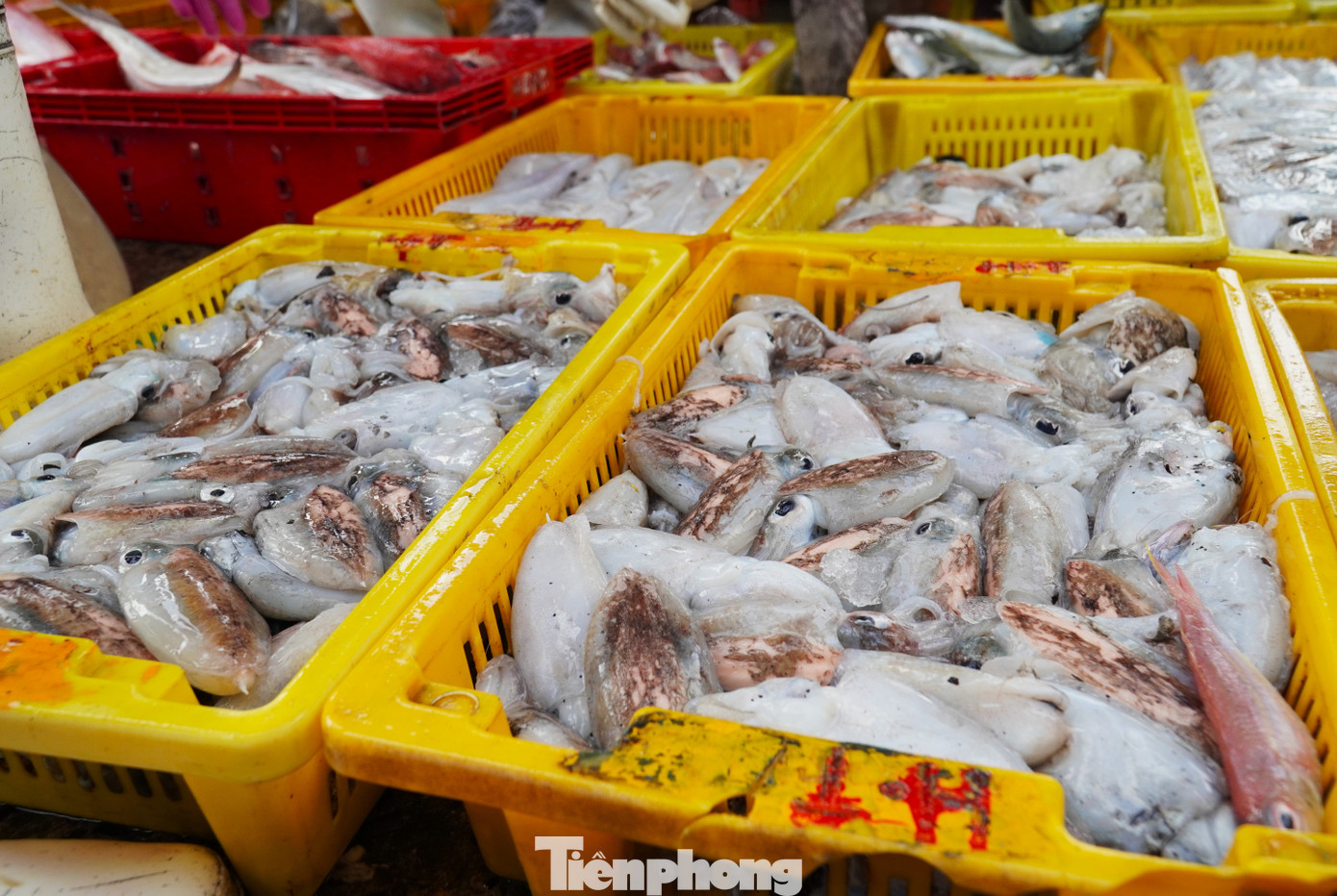 Ngư dân miền Trung trúng 'lộc' mực nháy dịp áp Tết - Ảnh 22