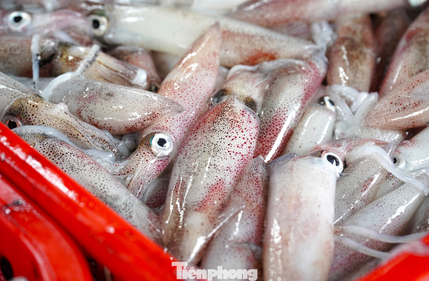 Ngư dân miền Trung trúng 'lộc' mực nháy dịp áp Tết - Ảnh 3