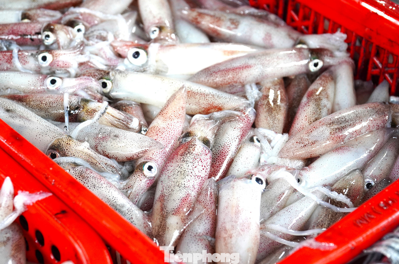 Ngư dân miền Trung trúng 'lộc' mực nháy dịp áp Tết - Ảnh 15