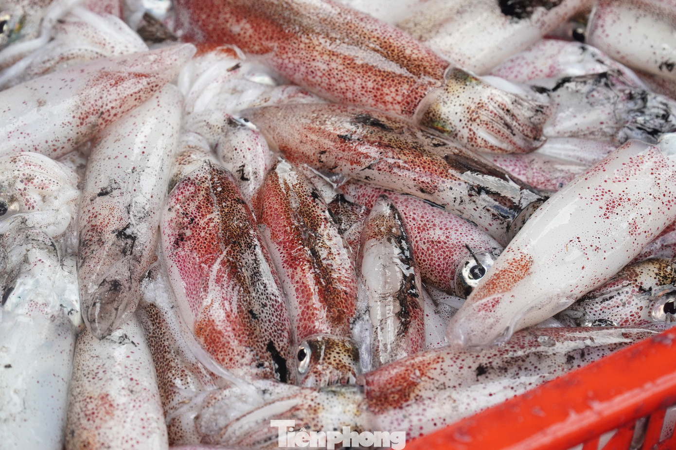 Ngư dân miền Trung trúng 'lộc' mực nháy dịp áp Tết - Ảnh 6
