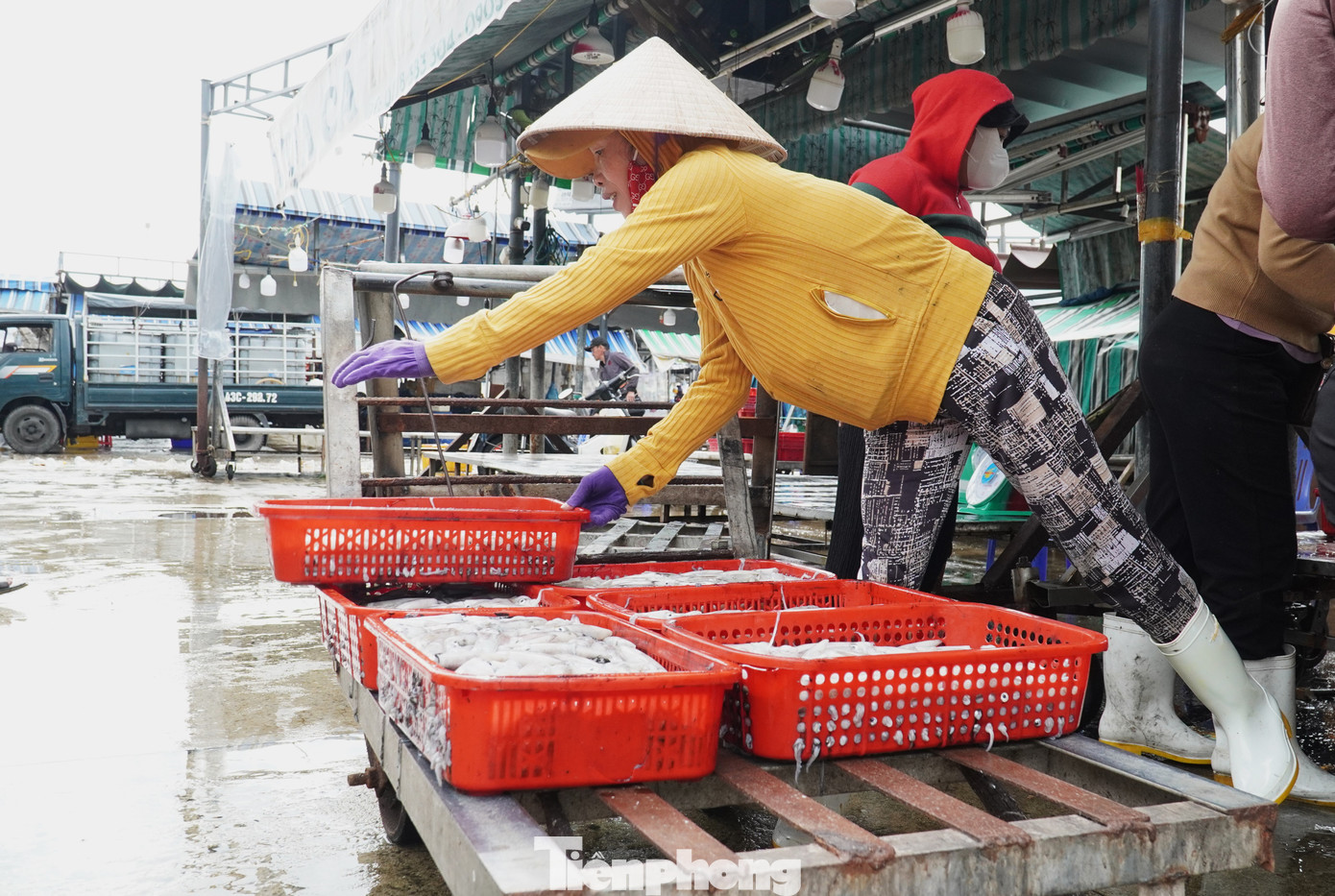Ngư dân miền Trung trúng 'lộc' mực nháy dịp áp Tết - Ảnh 21