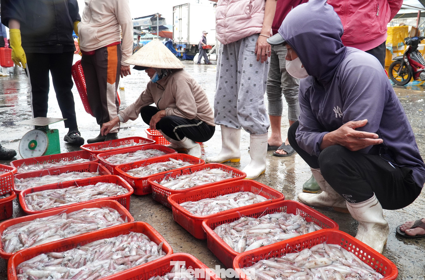 Ngư dân miền Trung trúng 'lộc' mực nháy dịp áp Tết - Ảnh 17