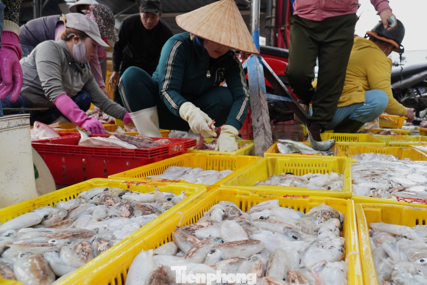 Ngư dân miền Trung trúng 'lộc' mực nháy dịp áp Tết - Ảnh 16