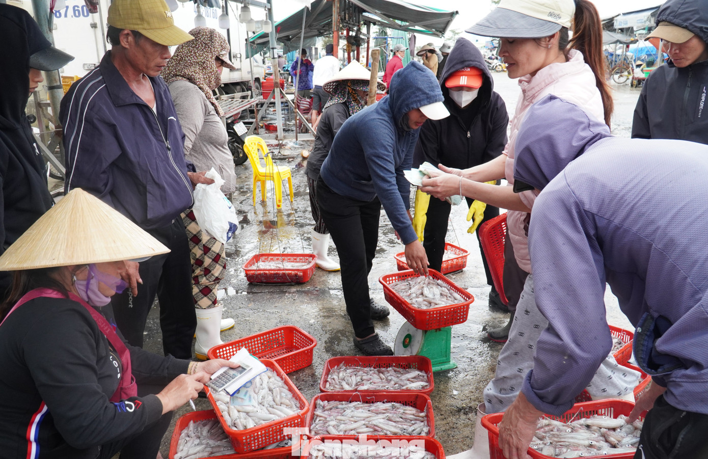 Ngư dân miền Trung trúng 'lộc' mực nháy dịp áp Tết - Ảnh 23