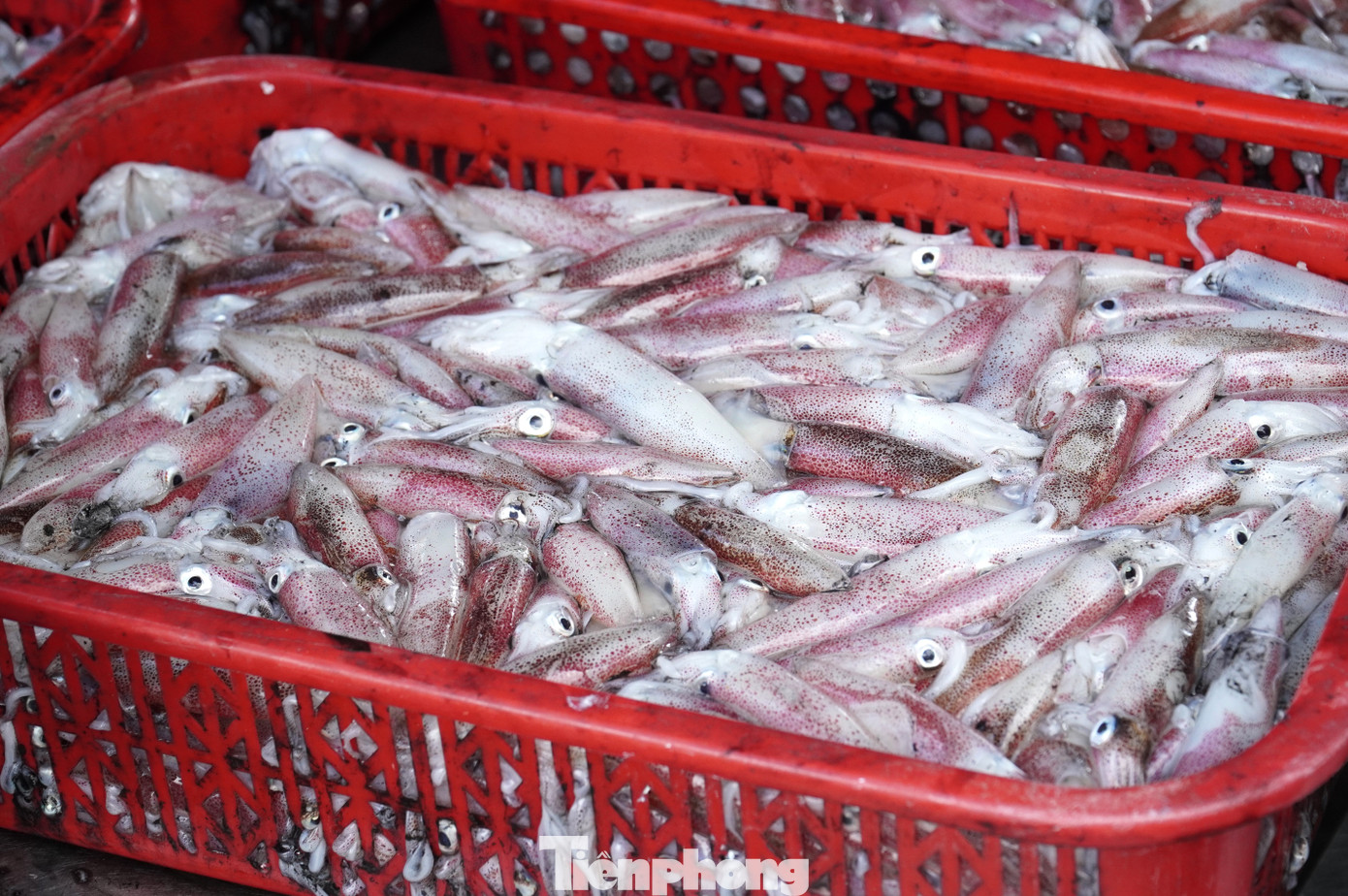 Ngư dân miền Trung trúng 'lộc' mực nháy dịp áp Tết - Ảnh 19