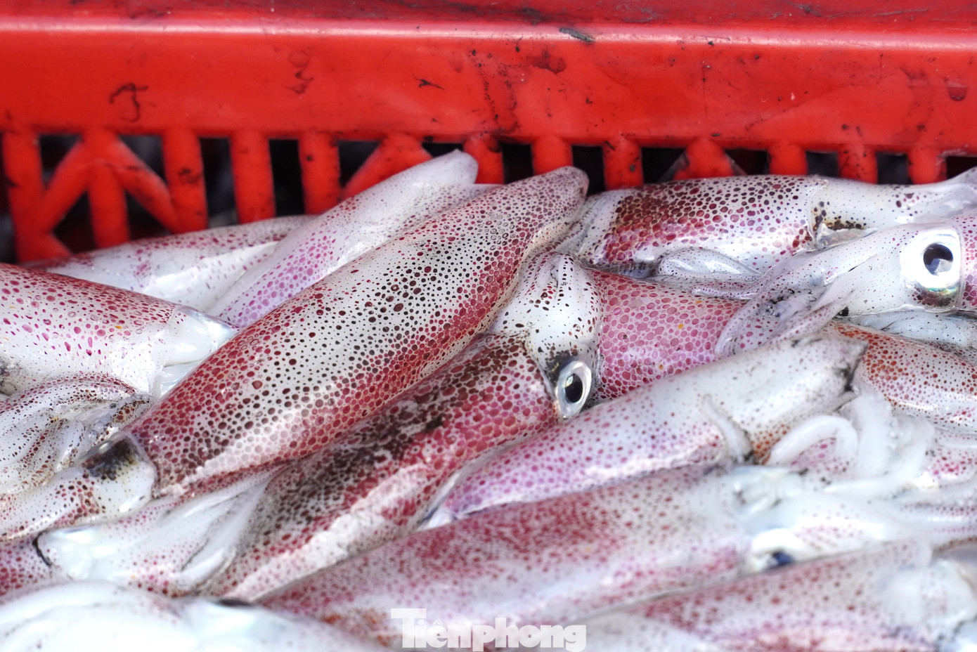 Ngư dân miền Trung trúng 'lộc' mực nháy dịp áp Tết - Ảnh 5