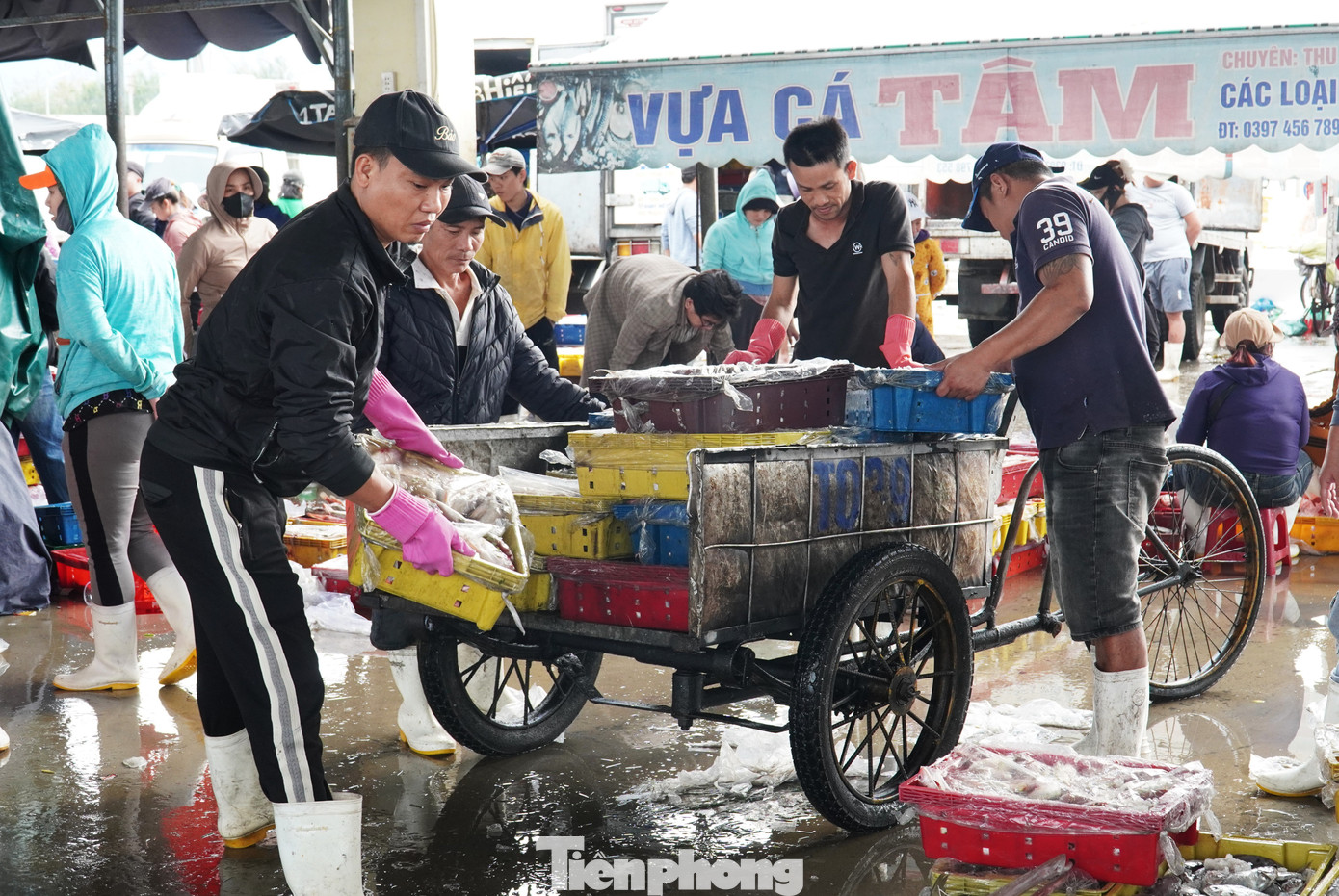 Ngư dân miền Trung trúng 'lộc' mực nháy dịp áp Tết - Ảnh 13