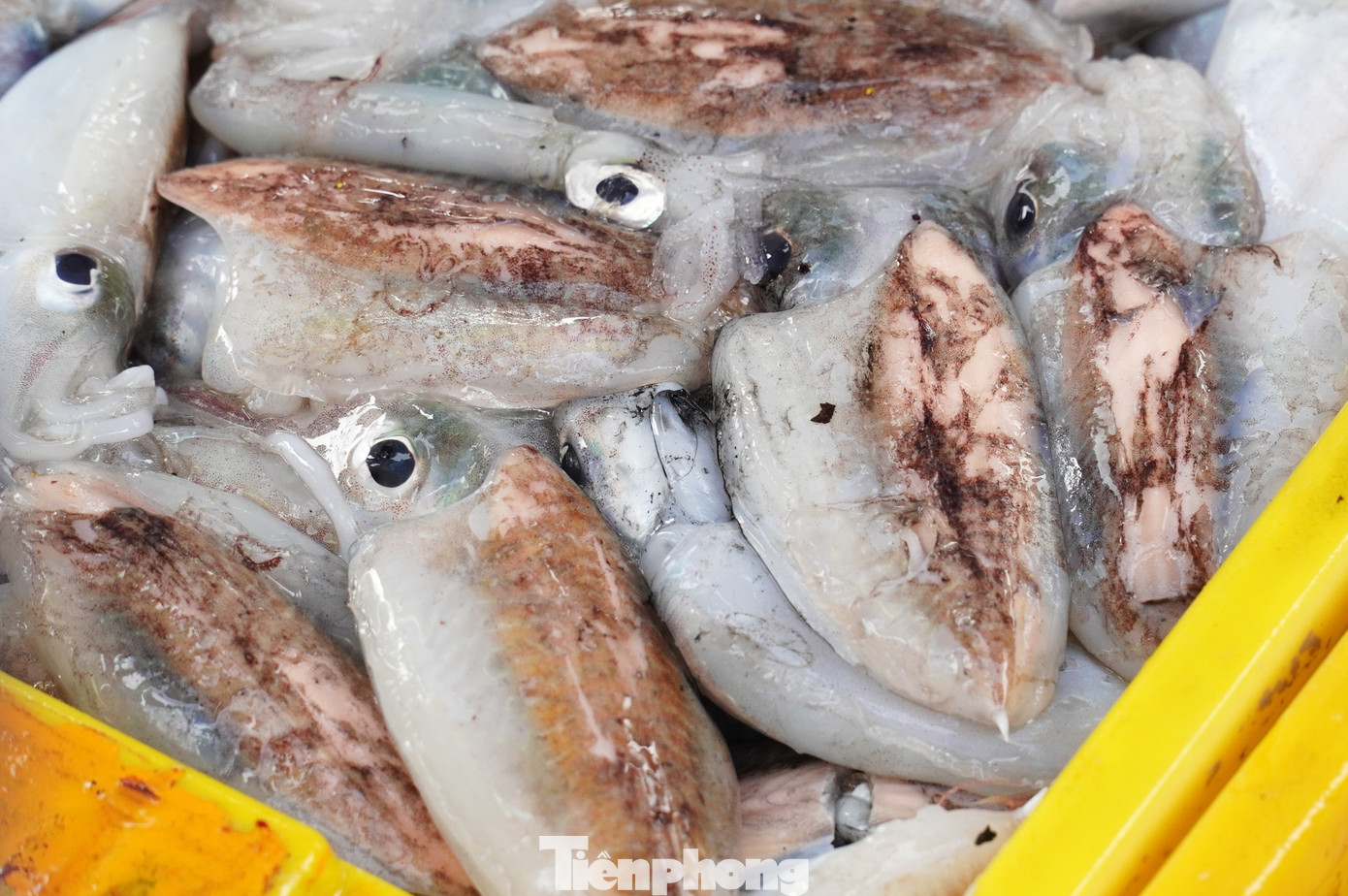 Ngư dân miền Trung trúng 'lộc' mực nháy dịp áp Tết - Ảnh 12