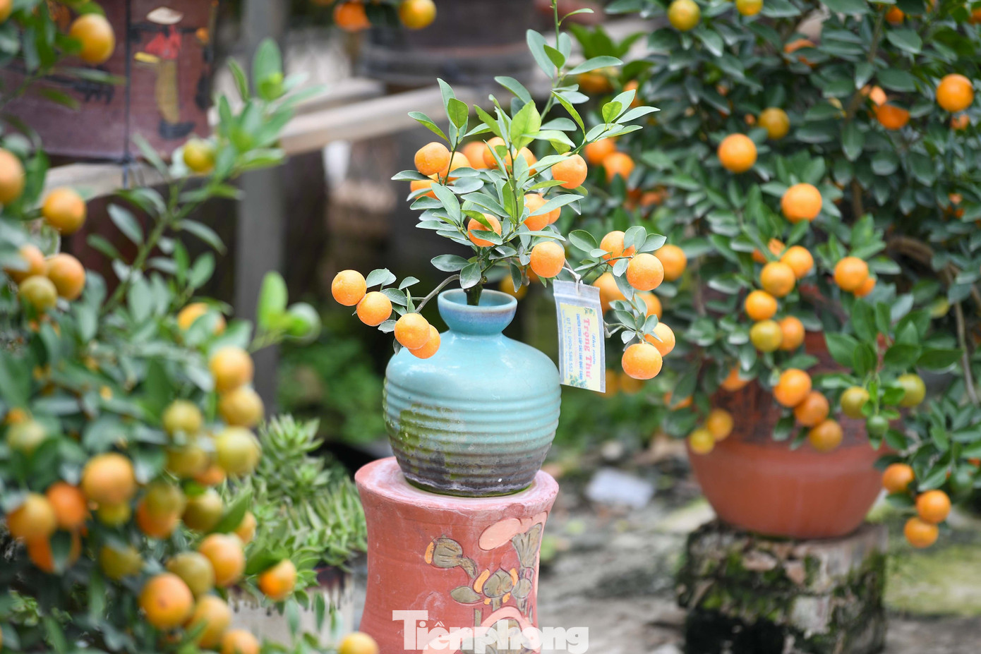 Mưa rét phủ làng quất Tứ Liên, người Hà Nội vẫn hào hứng ‘săn’ quất - Ảnh 4