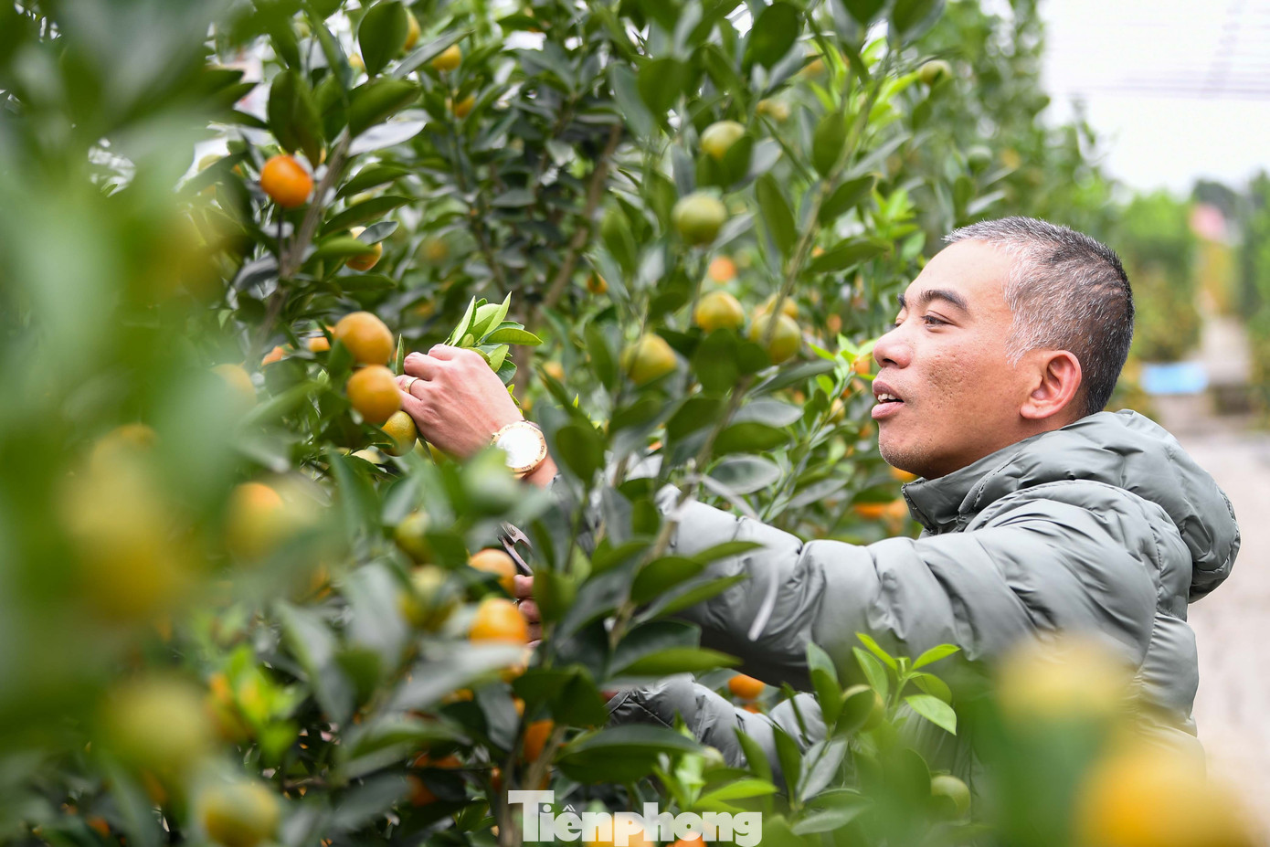 Mưa rét phủ làng quất Tứ Liên, người Hà Nội vẫn hào hứng ‘săn’ quất - Ảnh 8