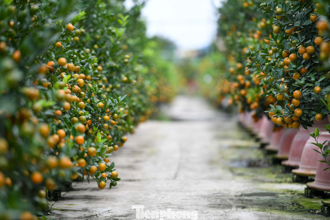 Mưa rét phủ làng quất Tứ Liên, người Hà Nội vẫn hào hứng ‘săn’ quất - Ảnh 10