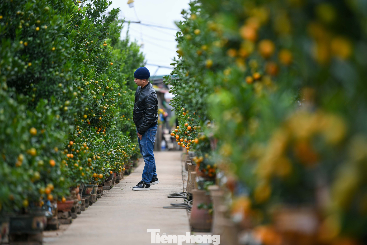 Mưa rét phủ làng quất Tứ Liên, người Hà Nội vẫn hào hứng ‘săn’ quất - Ảnh 2