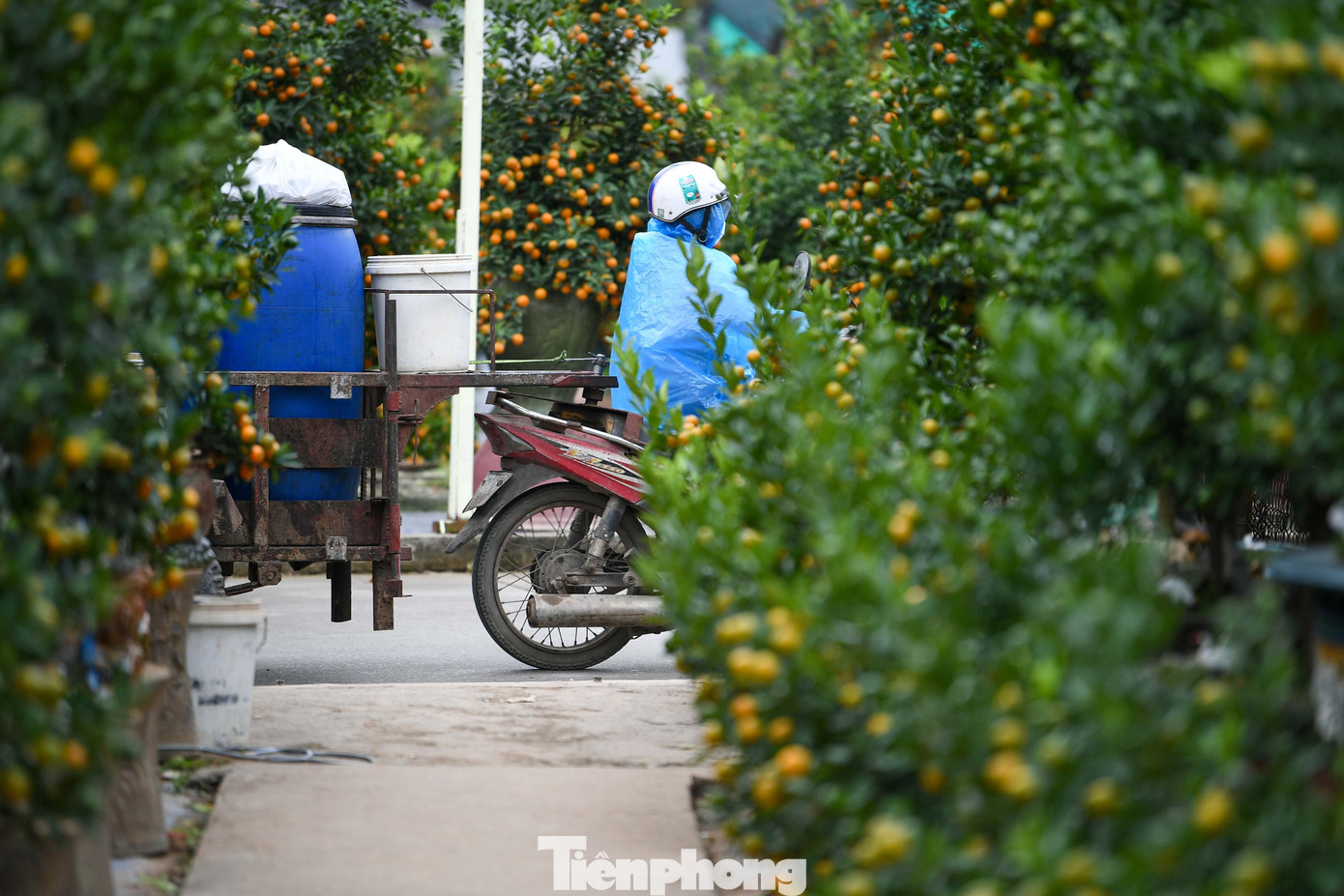 Mưa rét phủ làng quất Tứ Liên, người Hà Nội vẫn hào hứng ‘săn’ quất - Ảnh 21
