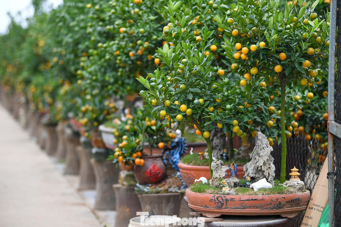 Mưa rét phủ làng quất Tứ Liên, người Hà Nội vẫn hào hứng ‘săn’ quất - Ảnh 5
