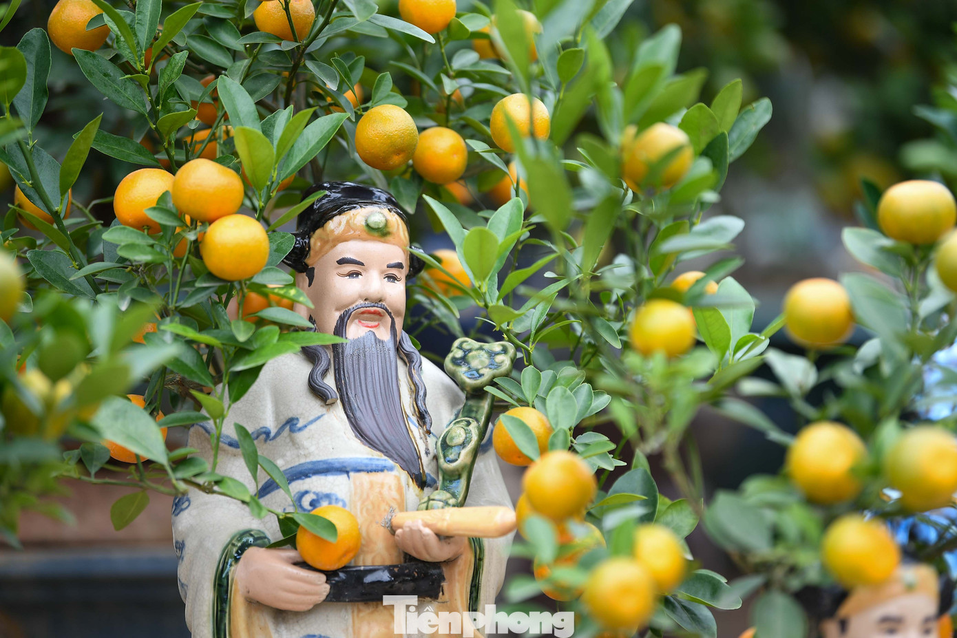 Mưa rét phủ làng quất Tứ Liên, người Hà Nội vẫn hào hứng ‘săn’ quất - Ảnh 3