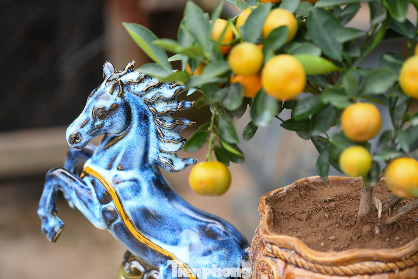 Mưa rét phủ làng quất Tứ Liên, người Hà Nội vẫn hào hứng ‘săn’ quất - Ảnh 13