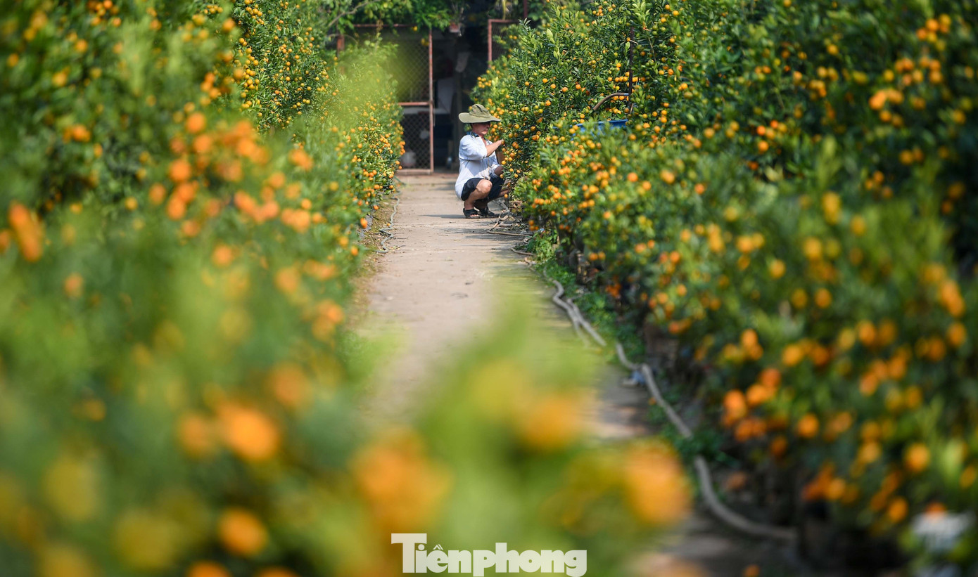 Mưa rét phủ làng quất Tứ Liên, người Hà Nội vẫn hào hứng ‘săn’ quất - Ảnh 11