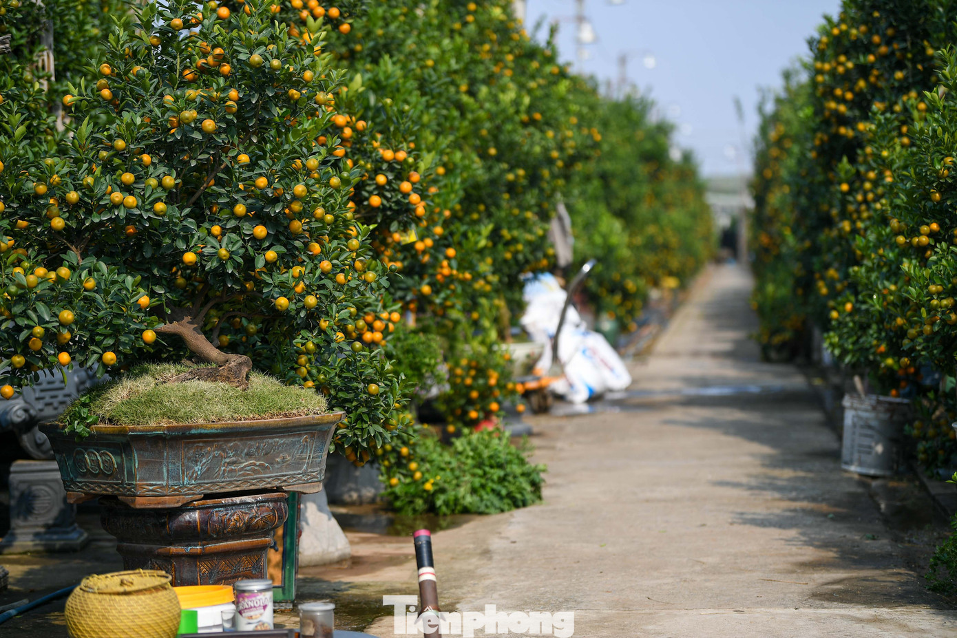 Mưa rét phủ làng quất Tứ Liên, người Hà Nội vẫn hào hứng ‘săn’ quất - Ảnh 12