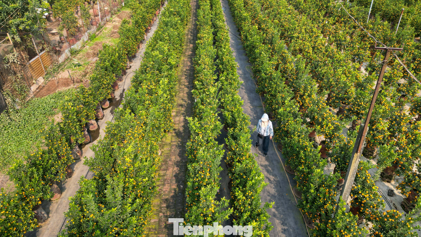 Mưa rét phủ làng quất Tứ Liên, người Hà Nội vẫn hào hứng ‘săn’ quất - Ảnh 15