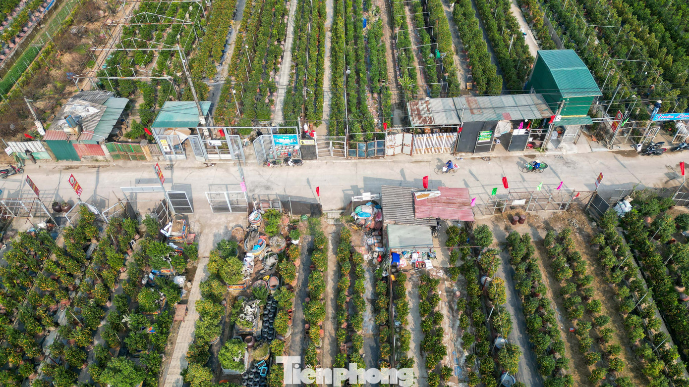 Mưa rét phủ làng quất Tứ Liên, người Hà Nội vẫn hào hứng ‘săn’ quất - Ảnh 22