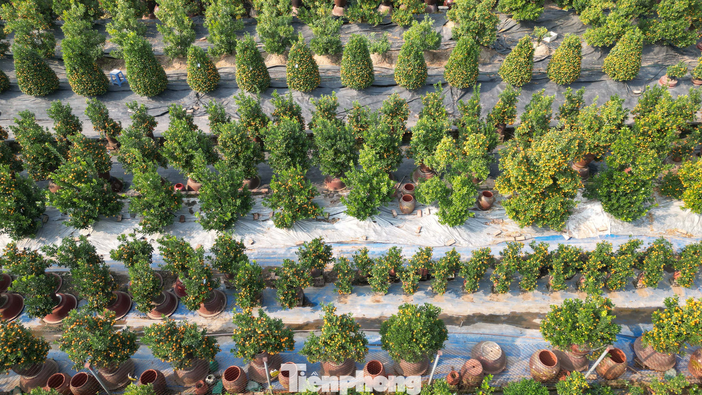 Mưa rét phủ làng quất Tứ Liên, người Hà Nội vẫn hào hứng ‘săn’ quất - Ảnh 16