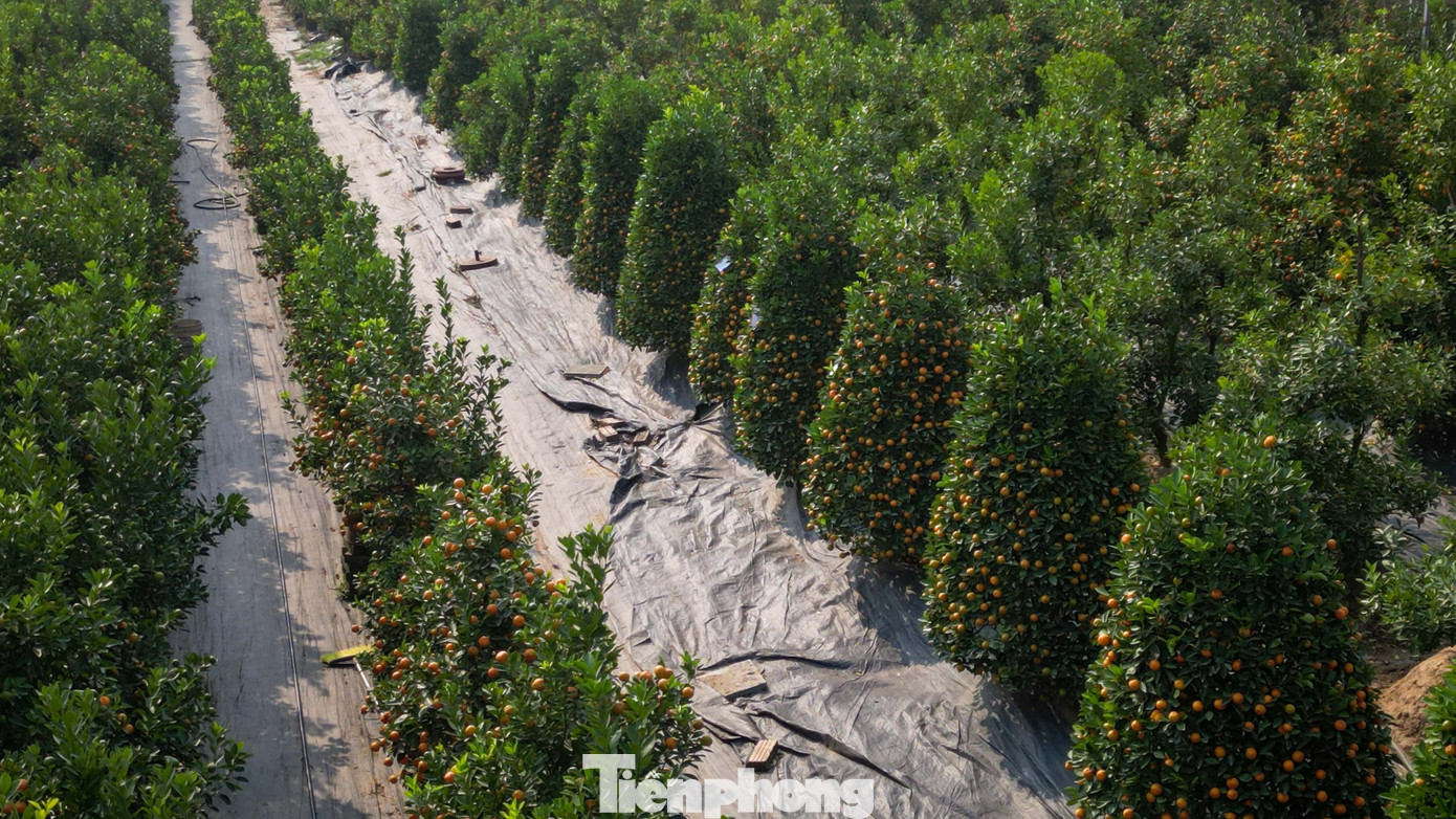 Mưa rét phủ làng quất Tứ Liên, người Hà Nội vẫn hào hứng ‘săn’ quất - Ảnh 18