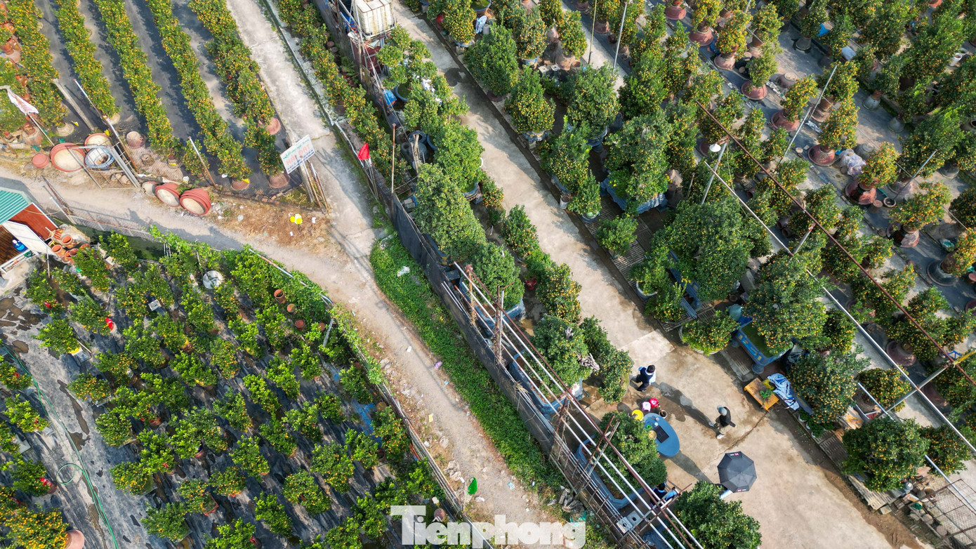 Mưa rét phủ làng quất Tứ Liên, người Hà Nội vẫn hào hứng ‘săn’ quất - Ảnh 17