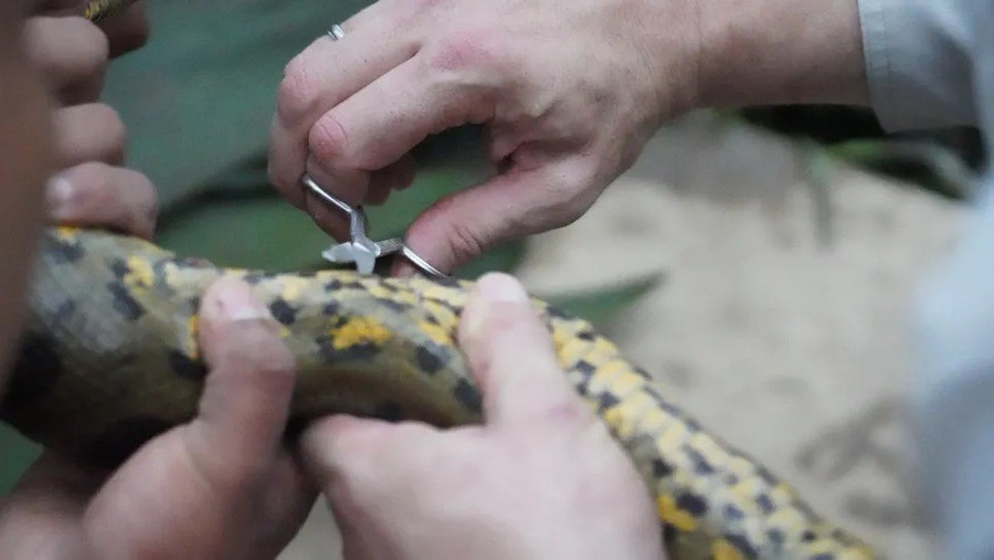 Trăn khổng lồ mới lộ diện trong rừng Amazon khiến giới khoa học sửng sốt - Ảnh 1