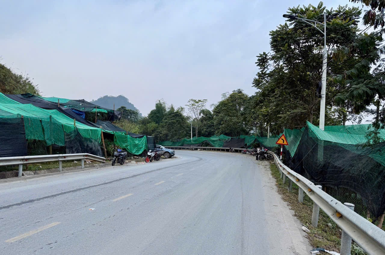 Nông dân vùng cao đưa địa lan Tết xuống núi tránh rét tái tê - Ảnh 1