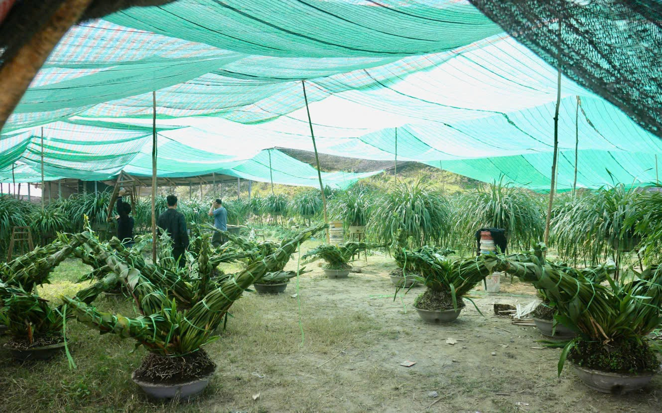 Nông dân vùng cao đưa địa lan Tết xuống núi tránh rét tái tê - Ảnh 3