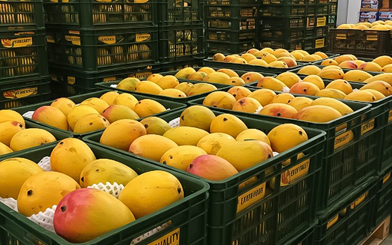 Loại quả của Việt Nam khiến cựu Đại sứ Hoa Kỳ phải khen ngợi 'ngon nhất thế giới': Chiếm 97% thị phần ở Trung Quốc, diện tích trồng hơn 110.000 ha - Ảnh 1