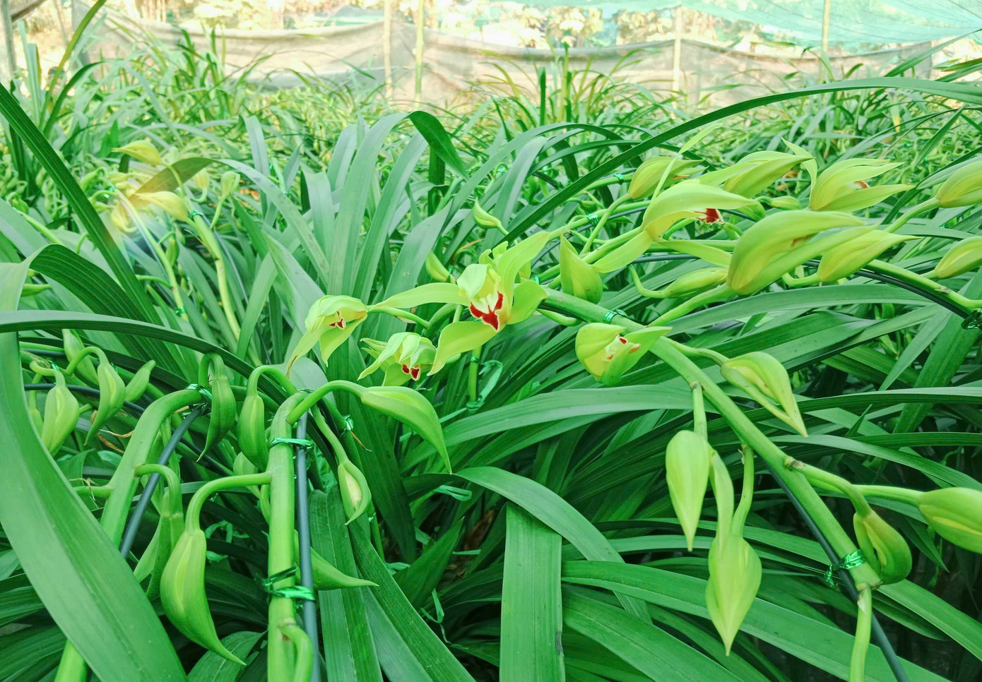 Nông dân vùng cao đưa địa lan Tết xuống núi tránh rét tái tê - Ảnh 6