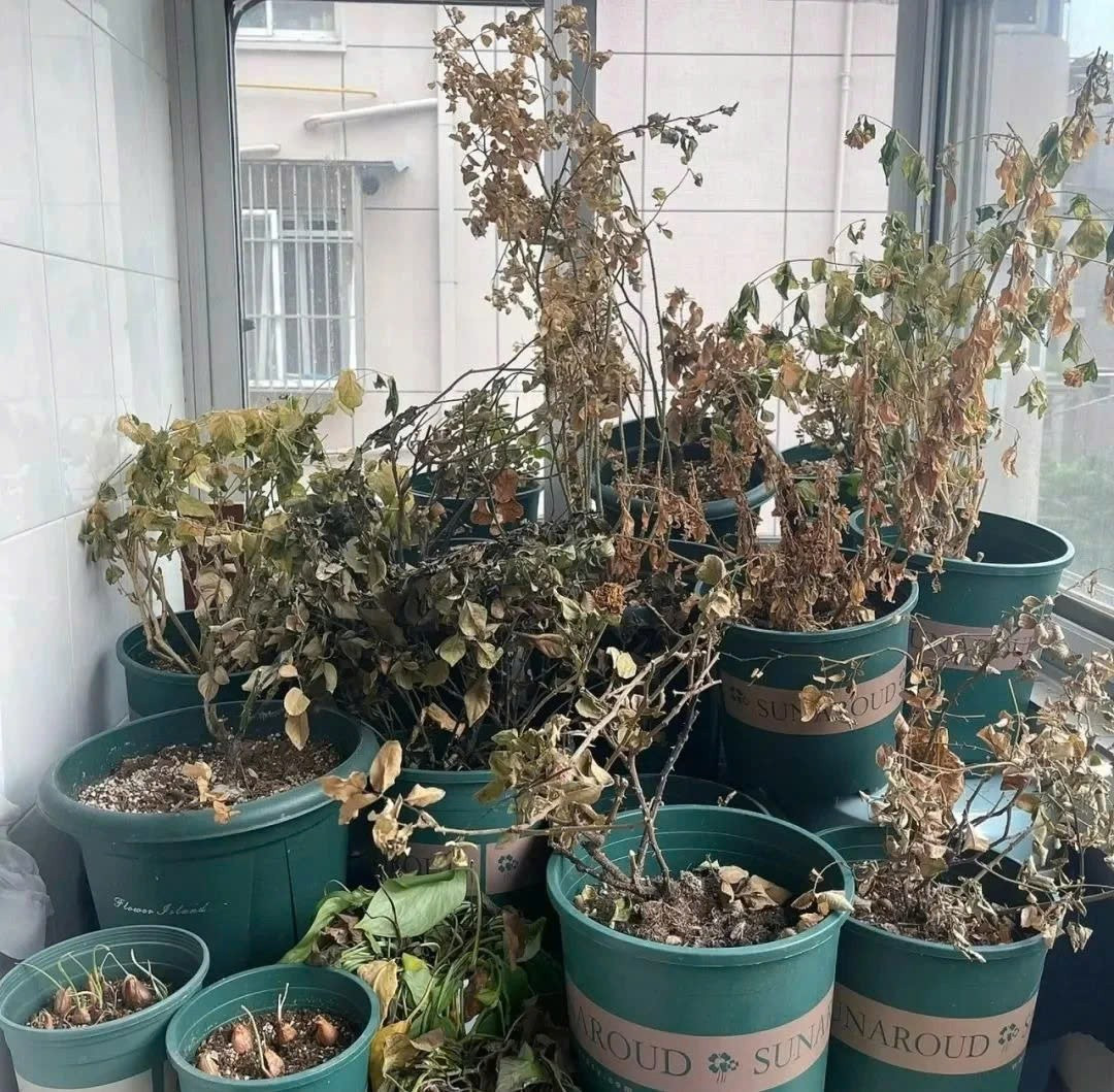 Nguyên tắc phong thủy trước cửa giúp giữ lộc, gọi tài - Ảnh 6