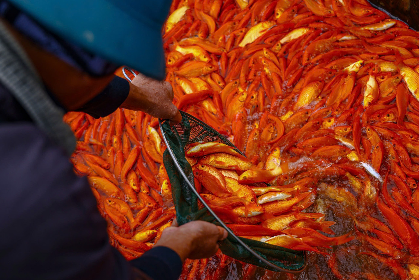 Nhộn nhịp thủ phủ cá chép đỏ cúng Tết ông Công, ông Táo - Ảnh 8