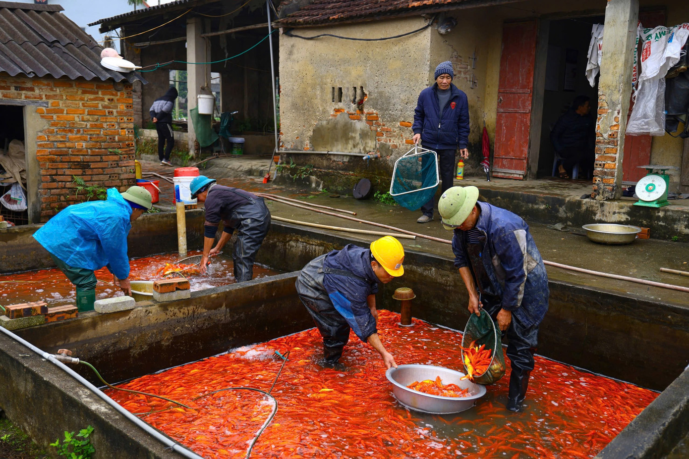 Nhộn nhịp thủ phủ cá chép đỏ cúng Tết ông Công, ông Táo - Ảnh 6