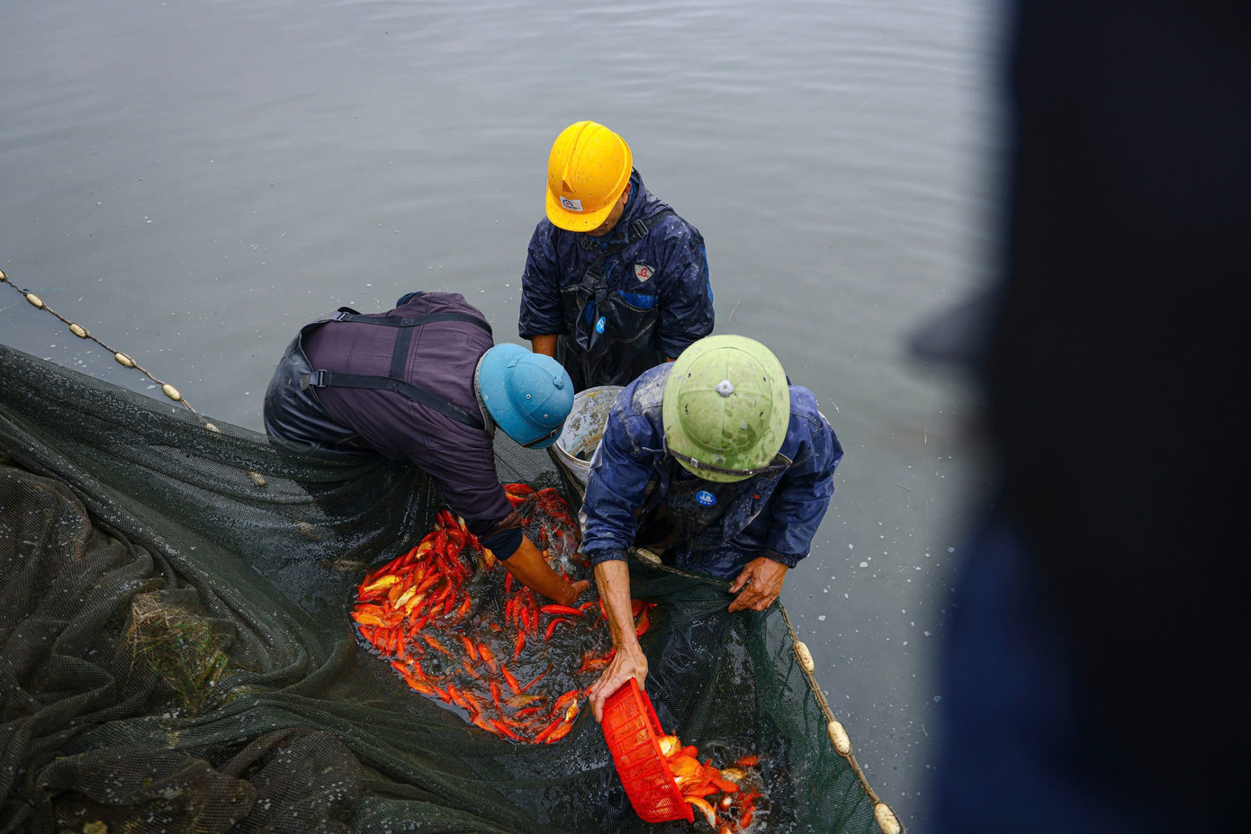 Nhộn nhịp thủ phủ cá chép đỏ cúng Tết ông Công, ông Táo - Ảnh 5