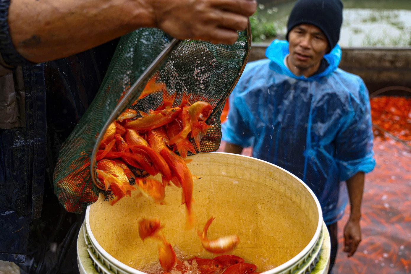 Nhộn nhịp thủ phủ cá chép đỏ cúng Tết ông Công, ông Táo - Ảnh 7