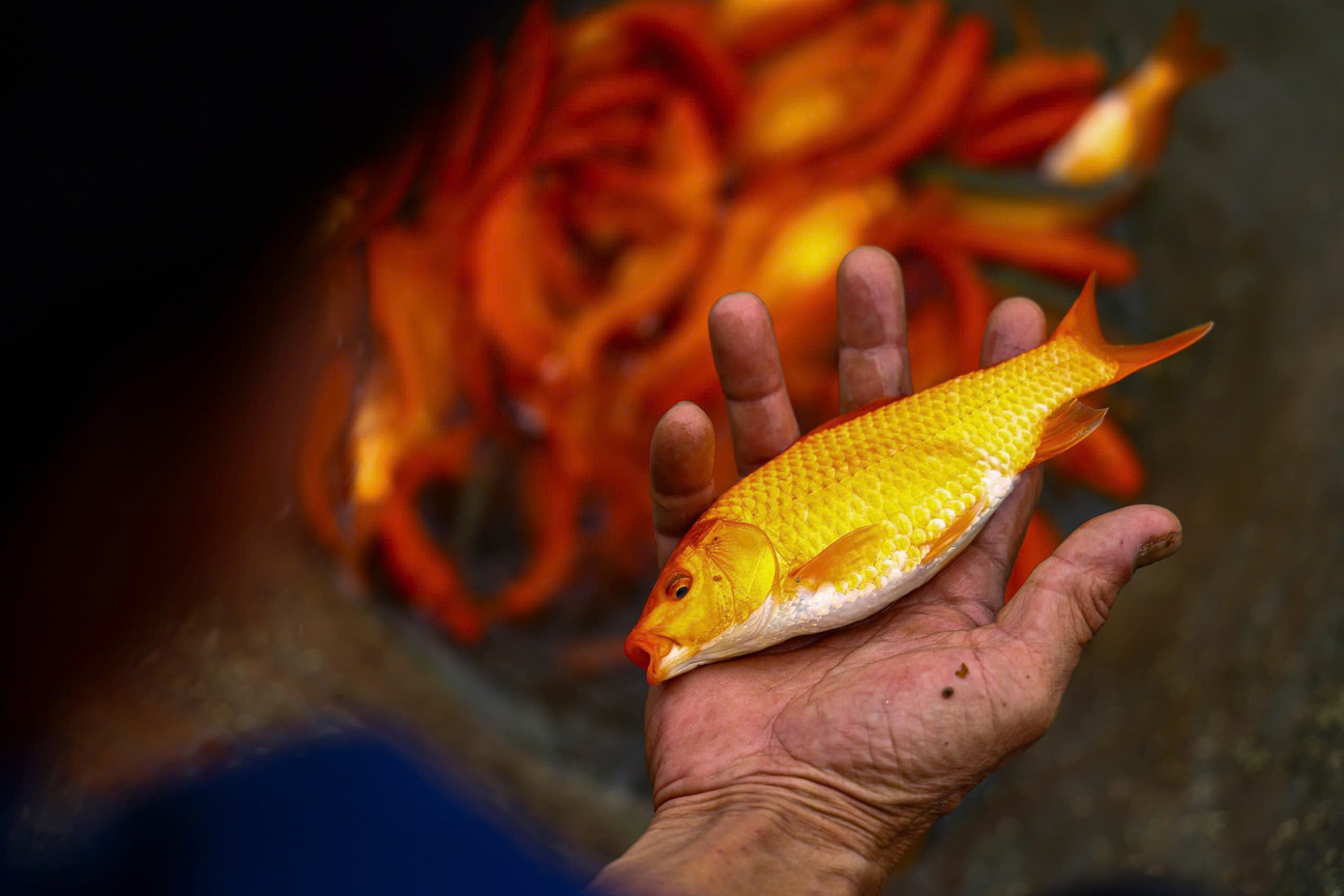 Nhộn nhịp thủ phủ cá chép đỏ cúng Tết ông Công, ông Táo - Ảnh 9